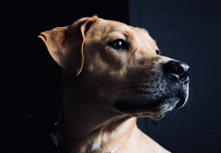 How to Safely Clean Dog’s Eyes with Saline Solution